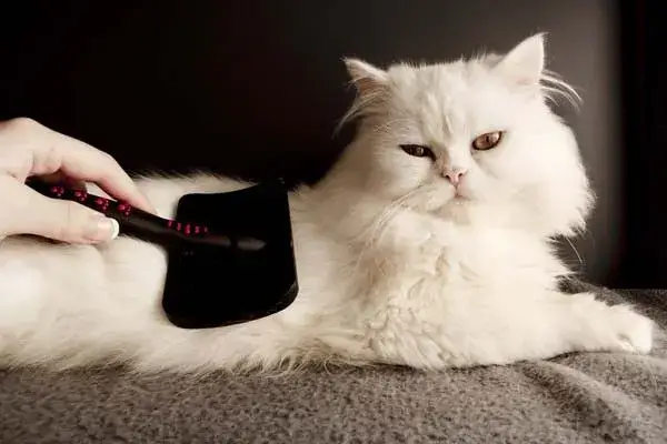 You are currently viewing How to clean out your cat’s hair