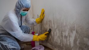 Equinox cleaning Black Mold Removal