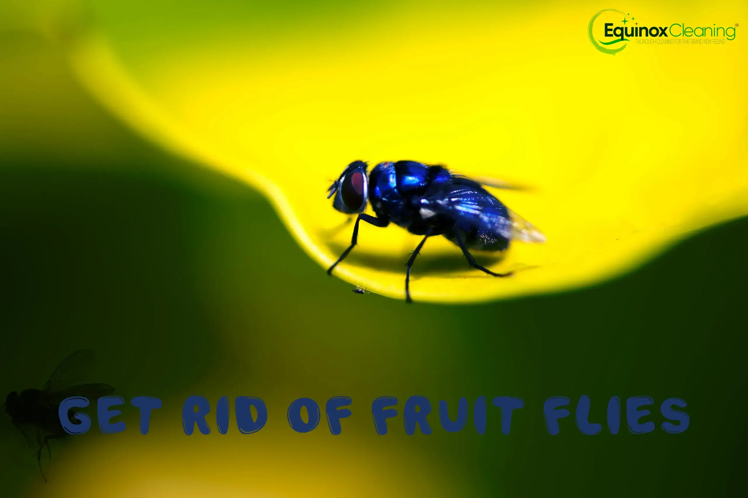 Get Rid of Fruit Flies