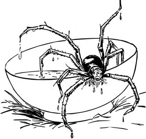 How to Get Rid of Spiders