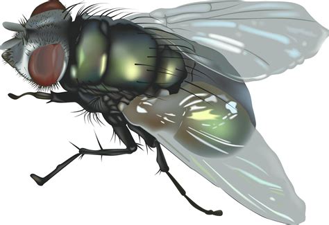 Read more about the article How to get rid of Fruit Flies For Good