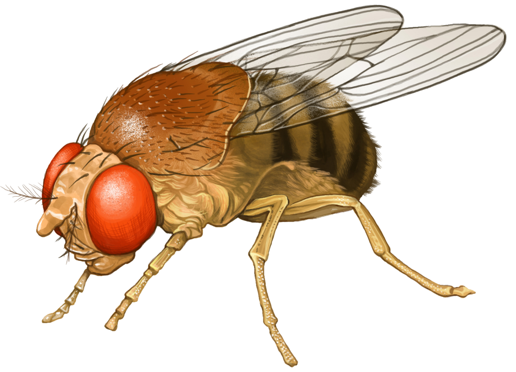 How to get rid of fruit flies for good