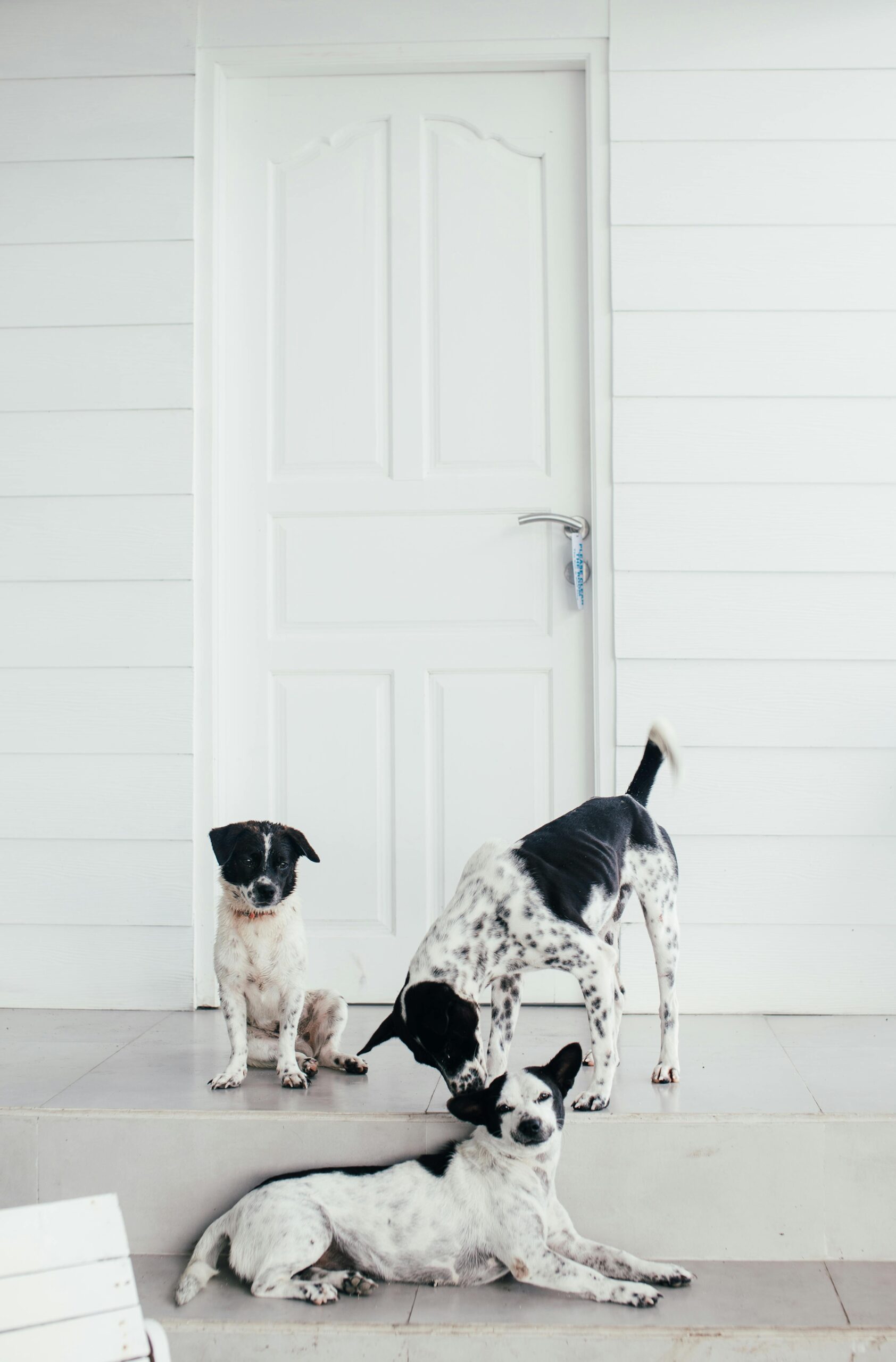 Read more about the article 14 Essential Cleaning Hacks for a Pet-Friendly Home